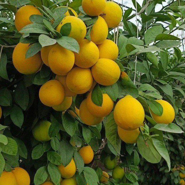Limon apilsin mandarin kivi