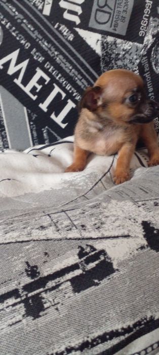 Той терьер щенок мальчик