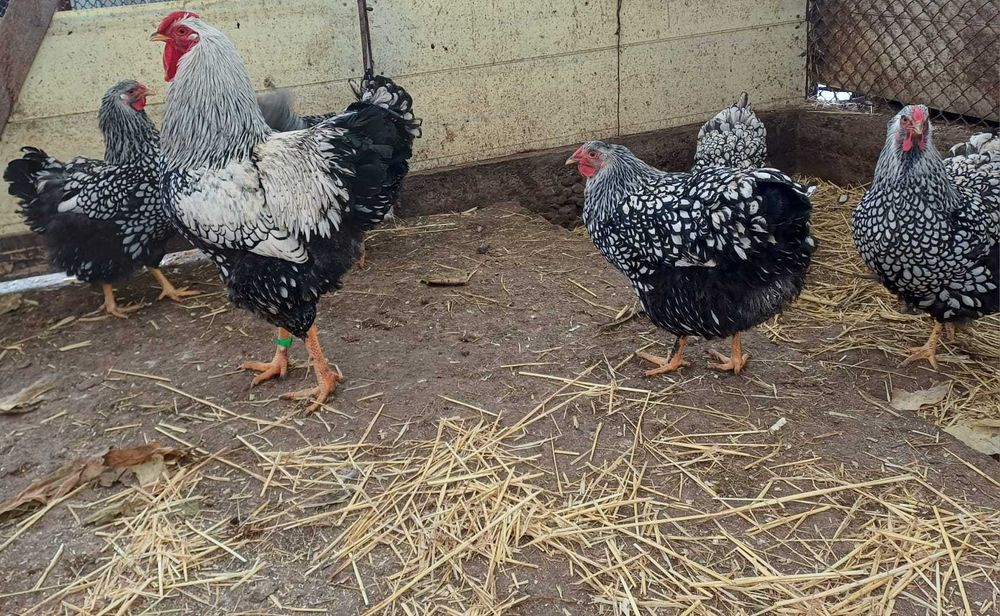 Vand oua pentru incubat wyandotte