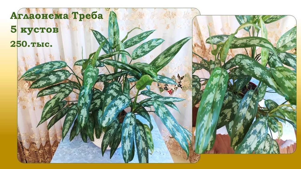 Стеллаж стеклянный для цветов (фиалок)