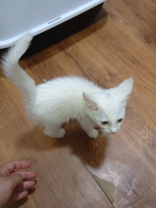 Mushuk turetiskiy angora