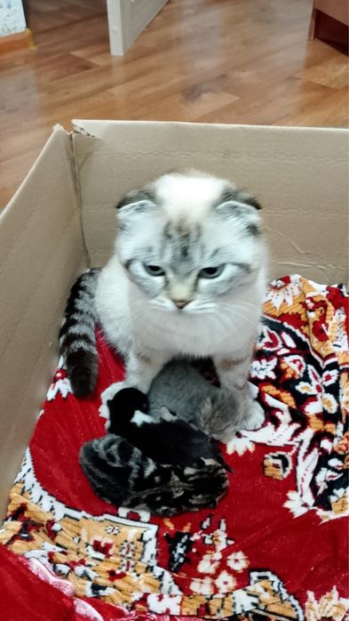 Котенки веслоухо