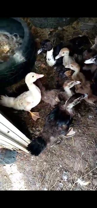 Продам индоуток. От крупных производителей