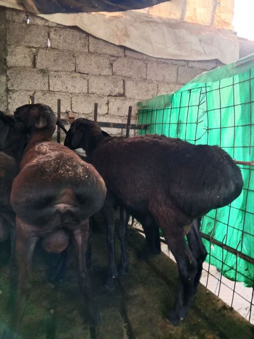 Кучкорлар сотилади эхсон ва маросимлар учун + зотга