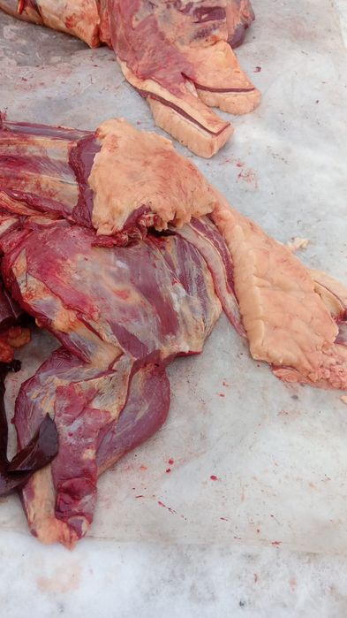 Соғым ет жылқы еті