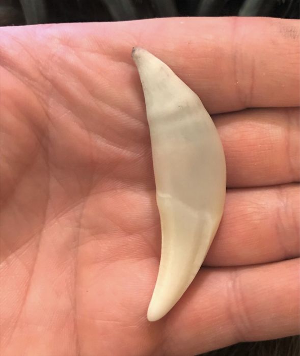 Волчий зуб фото Волчий зуб фото