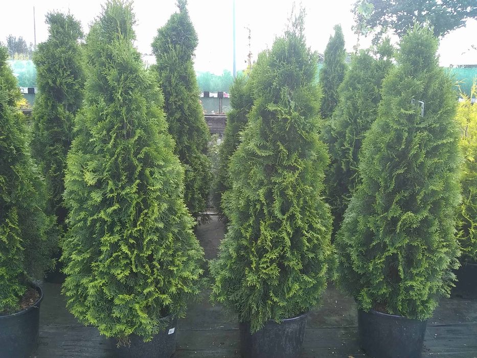 Арчалар бор декаративний ва забор учун