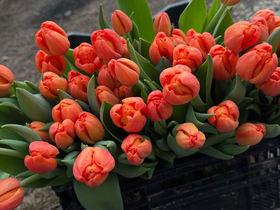 Тюльпаный голанские