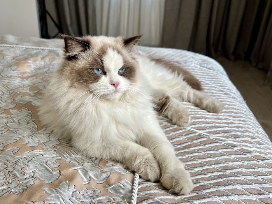 Кошка рэгдолл ищет жениха