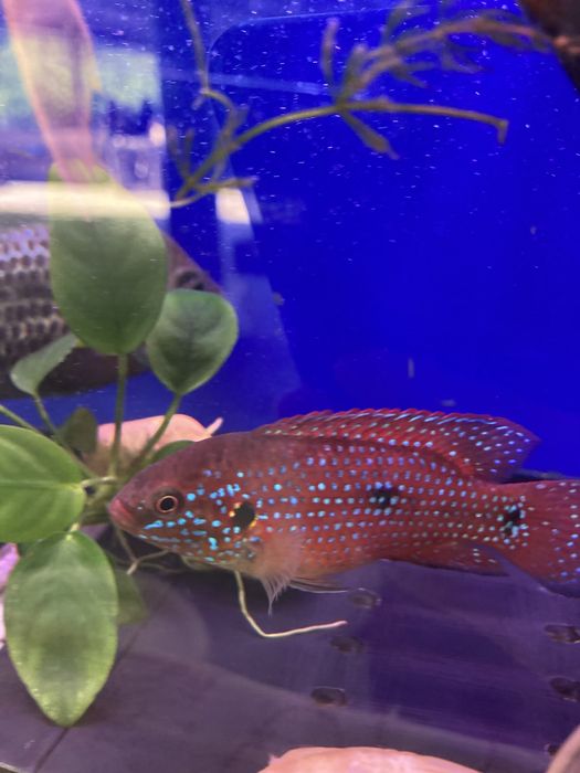 Хромис красавец (Red Jewel Cichlid)