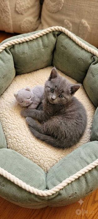 Котята мальчишки Scottish fold & Straight