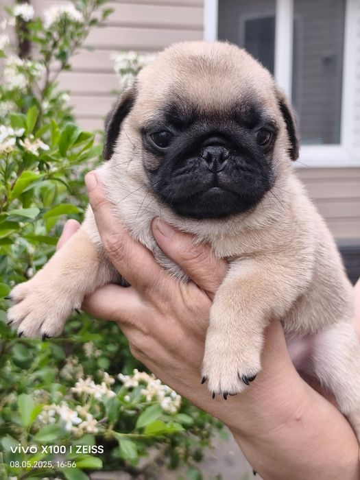 Продам шикарных щенков мопса