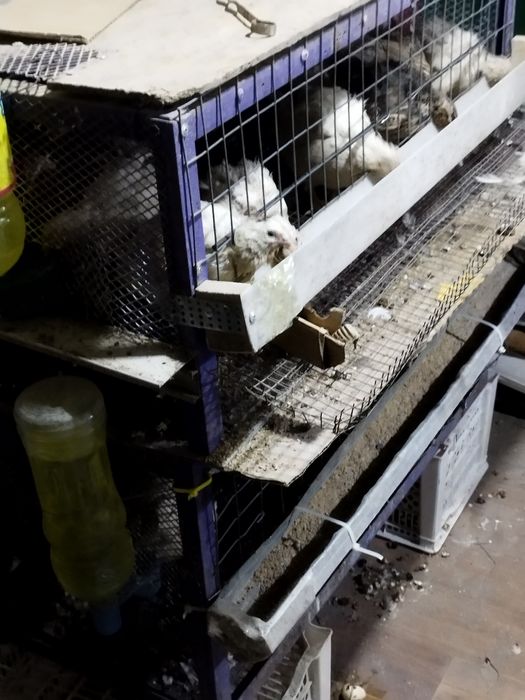 Перепёлки несушки