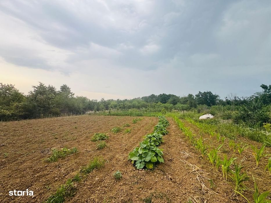 Teren intravilan de vânzare Paleu, zona Piersicilor langa padure
