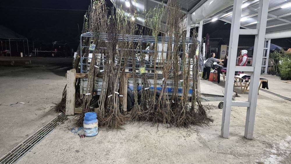 Vând pomi fructiferi