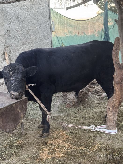 Angus buqa sotiladi