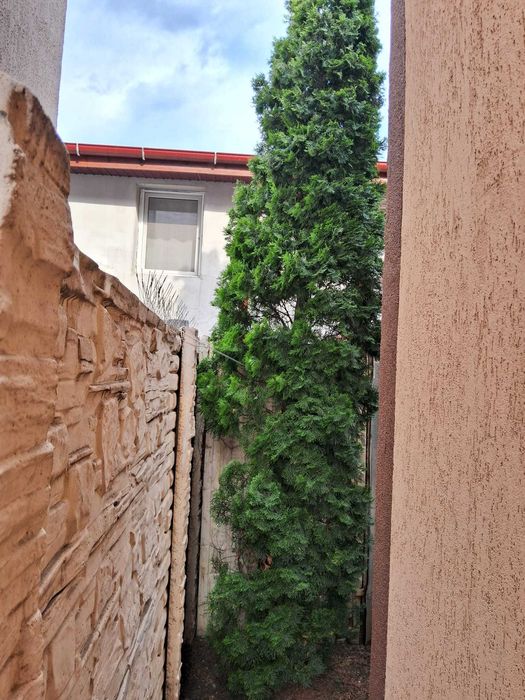 Brazi ornamentali, 5 buc Tuia columnari - 5 m si 2 buc Chiparosi albastri - 5 m