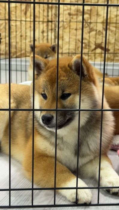 Продаются высоко породные щенки Сиба Ину.