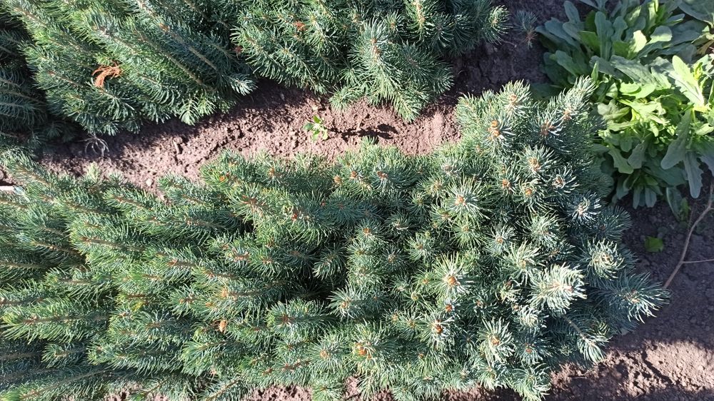 Галубая ель (Мовий оқ арча) Катта ку́чатлари ва  сенсалари сотилади!