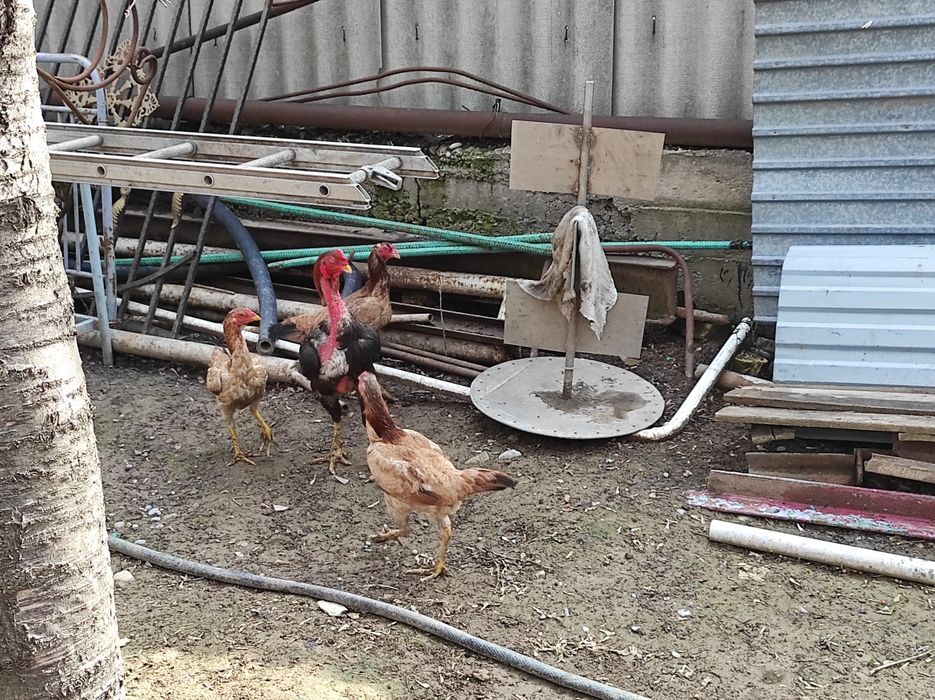 Бойцовый петух с 3 курицами