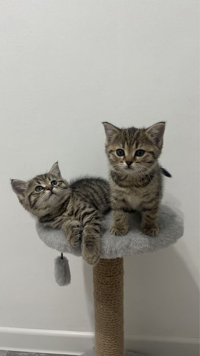 Продам котят.Породистые .приучены к лотку