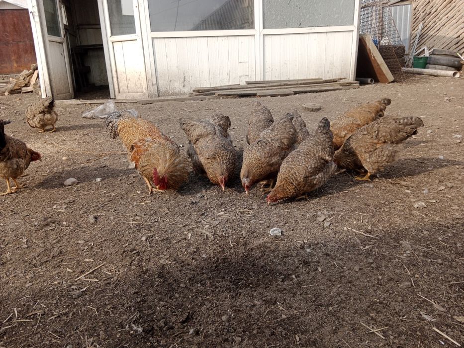 Продам куры Билефельдер.