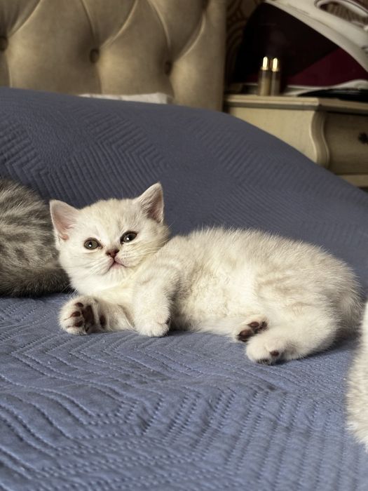 Продам котенка шотландца