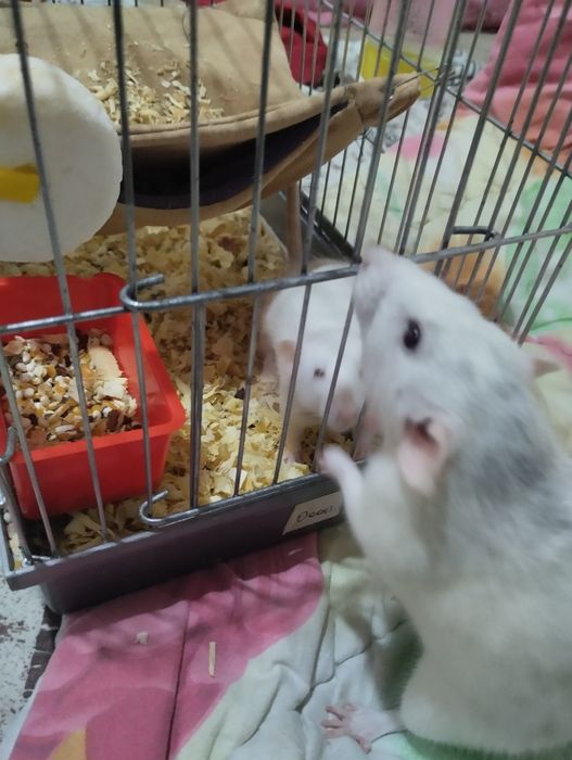 Крыса декоративная