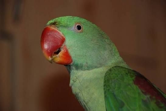 Пара Александрийских попугаев