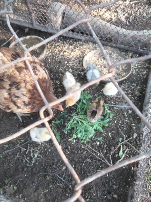 Продам квочку с цыплятами
