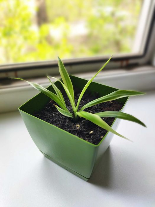 Хлорофитум (комнатные растения)