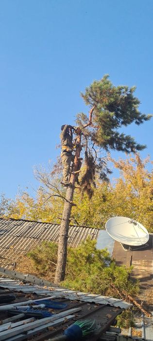 Спил деревевь и обрезка, Агаш кесемиз