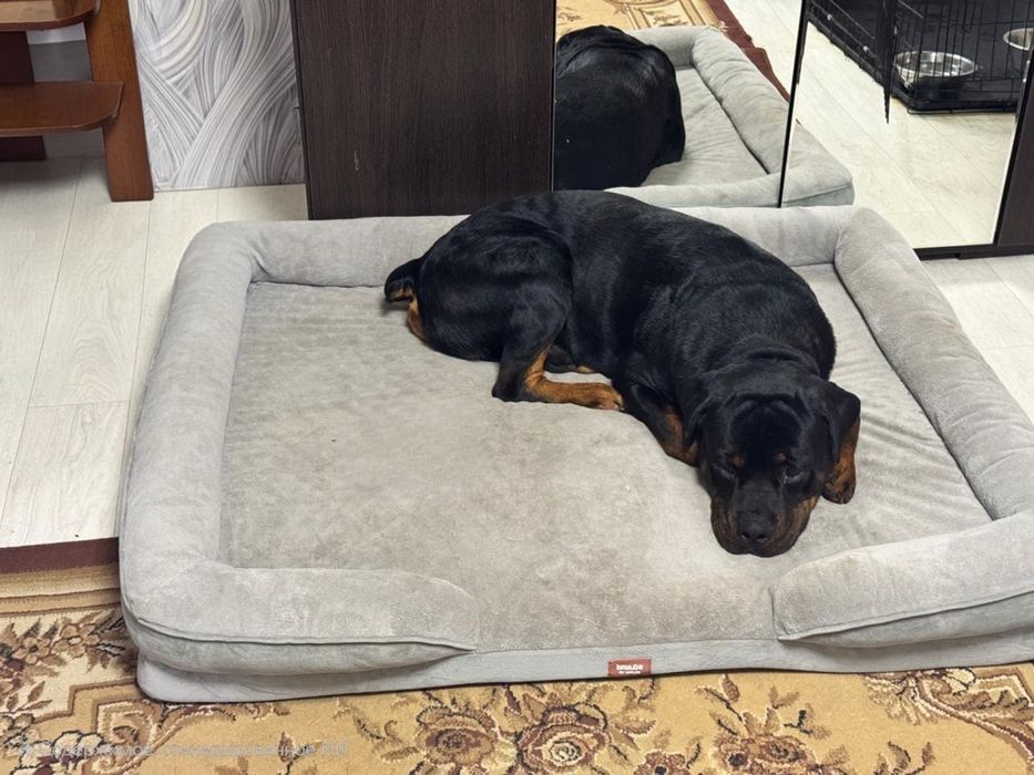 Лежанка для собаки