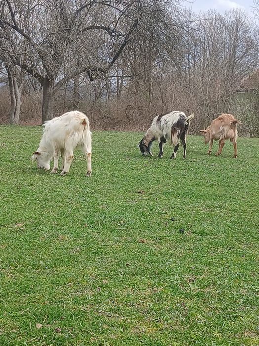 Vând sau schimb cu o vacă