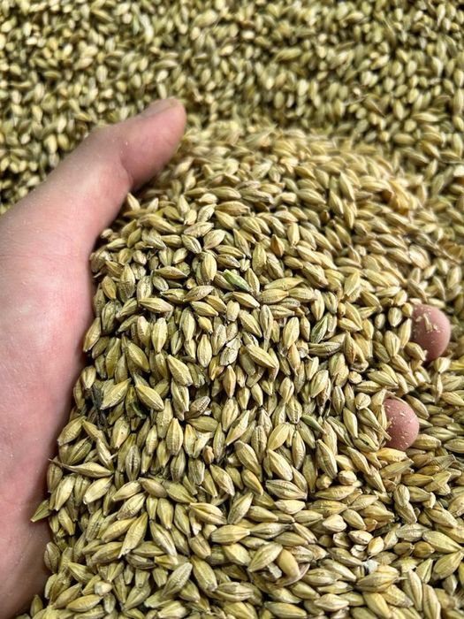 Ячмень Дроблённый