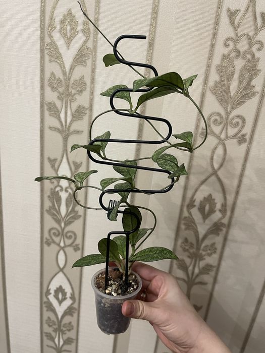 Хоя Крассипетиолата Сплеш