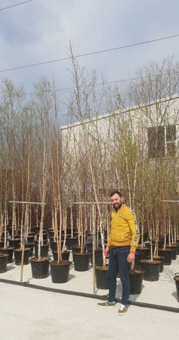 Mesteacăn transportul este gratuit Plata se face la livrare