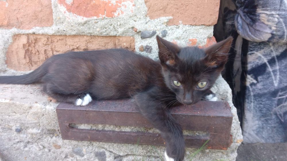 Отдам котят,игровые,кушают все,