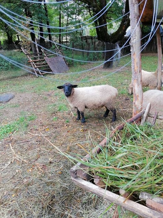 Vând doua oi și un berbec suffolk