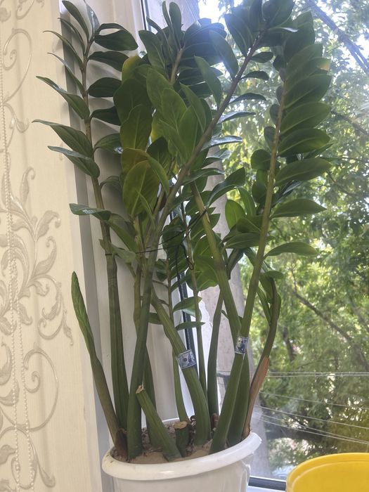 Цветы доллар гүлі сатылады