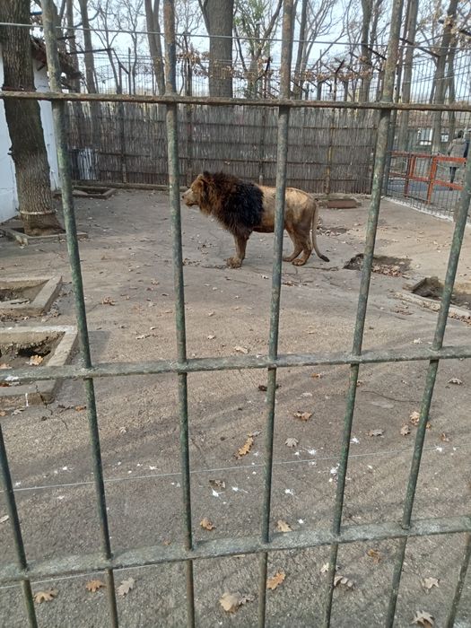 Trei iepuri de vânzare