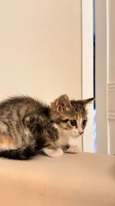 Пристройство найденного котенка