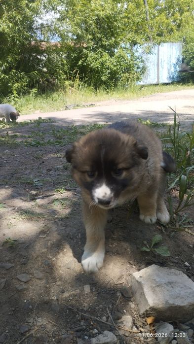 Отдам щенков в добрые руки
