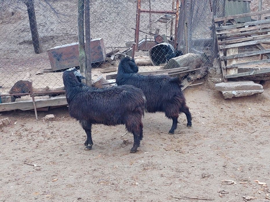 Семіз ірі денелі бойдақ ешкілер сатылады