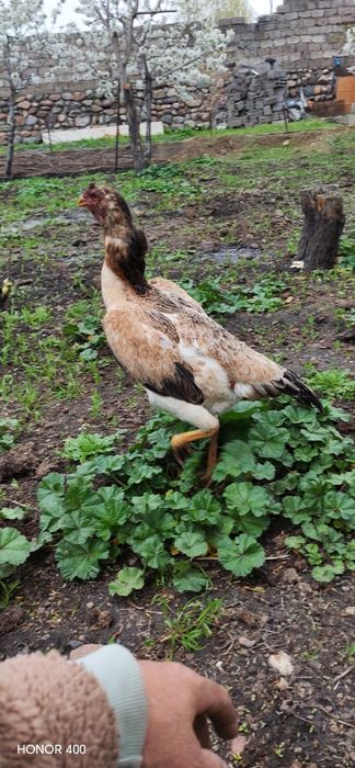 Dakan makiyon sotiladi