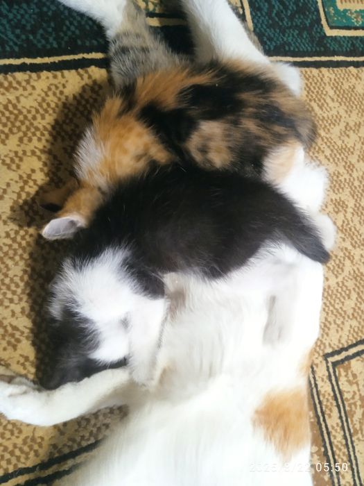 Отдам котят в добрые руки