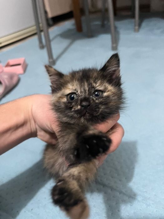 Котенок домашний