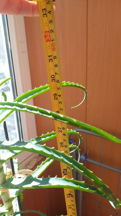 Продам цветок Алоэ 4.5 года