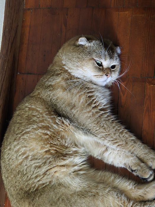 Кот на вязку  Золотистый шиншилла