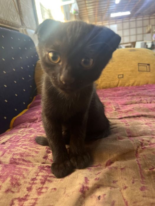 Вислоухий котёнок